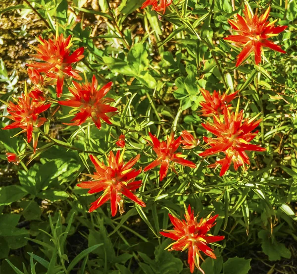 Pinceau indien écarlate orange Fleurs sauvages Mount Rainier Paradise Washington — Photo