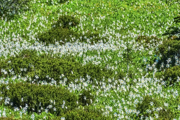 Lys Avalanche Blanc Fleurs Sauvages Mont Rainier Paradise Washington — Photo