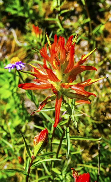 Pinceau indien écarlate orange Fleurs sauvages Mont Rainier Paradise Washigton — Photo