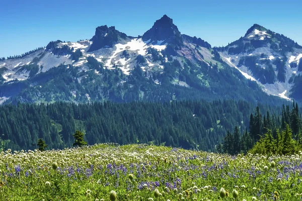 Flores silvestres Tatoosh Range Paradise Mount Rainier National Park Washington — Foto de Stock