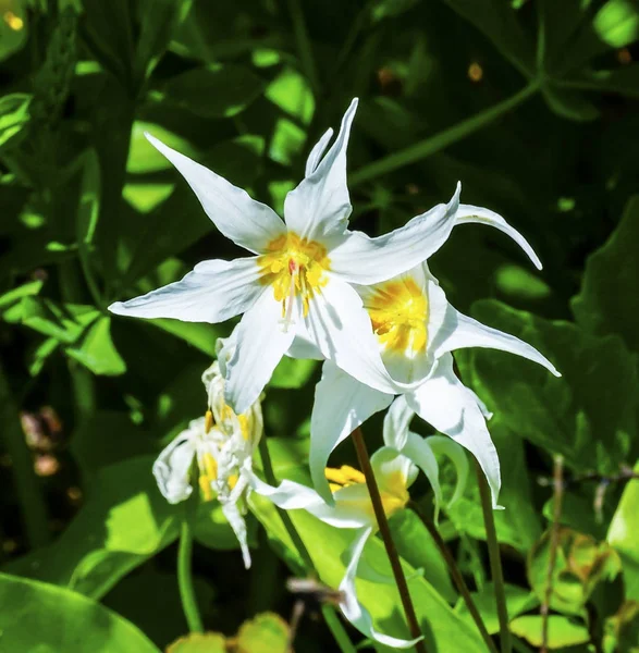 Weiße Lawine Lilie Wildblumen Mount regnerischen Paradies Washington — Stockfoto