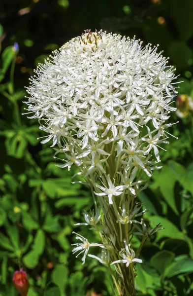 Weißer Bär Gras Wildblumen Mount regnerischen Paradies Washington — Stockfoto