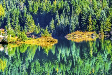 Yeşil Sarı soyut arka plan Altın Göl Snoqualme Pass Washington