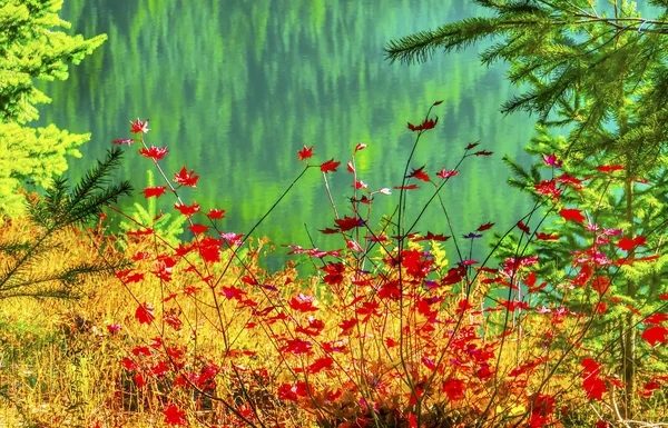 Vörös juhar levél zöld sárga arany tó Snoqualme Pass Washington — Stock Fotó