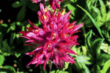 Pembe Hint boya fırçası kır çiçeği Mount Rainier cennet