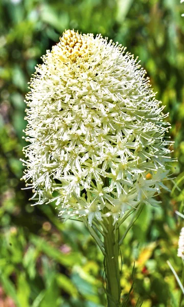 Weißer Bär Gras Wildblumen Mount regnerischen Paradies Washington — Stockfoto