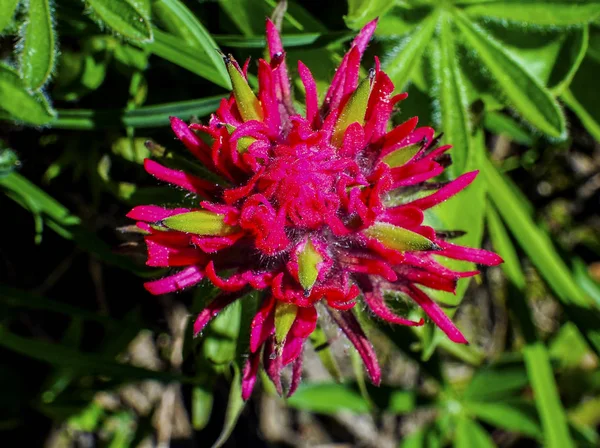 Pincel indio magenta flores silvestres Mount Rainier paraíso lavado —  Fotos de Stock