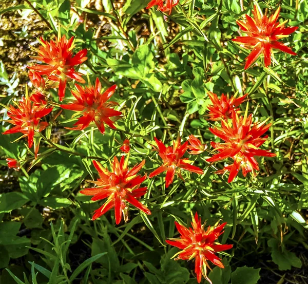 Indian Paintbrush Wildflower Mount Rainier Paradise Washington — Stock Photo, Image