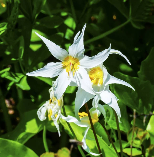 Bílá lavina Lily Wildflower Mount Rainier ráj Washingto — Stock fotografie