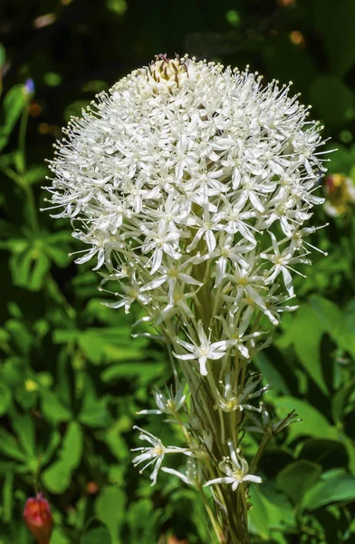 Bílý medvěd travní Wildflower Mount Rainier ráj Washington — Stock fotografie