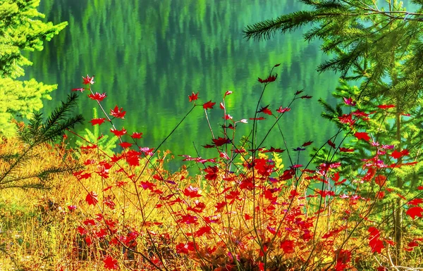 Vörös juhar levél zöld sárga arany tó Snoqualme hágó Washingto — Stock Fotó