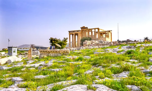 Ruiny świątyni Erechtejon żółte kwiaty Akropolu Ateny Grecja — Zdjęcie stockowe