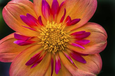 Turuncu Pembe Yakalı Dahlia Çiçekli Makro