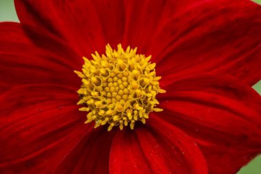 Kırmızı Sarı Cüce Dahlia Çiçekli Macro Bellevue Washington