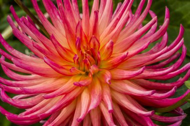 Pembe Sarı Kaktüs Dahlia Çiçek açan Makro