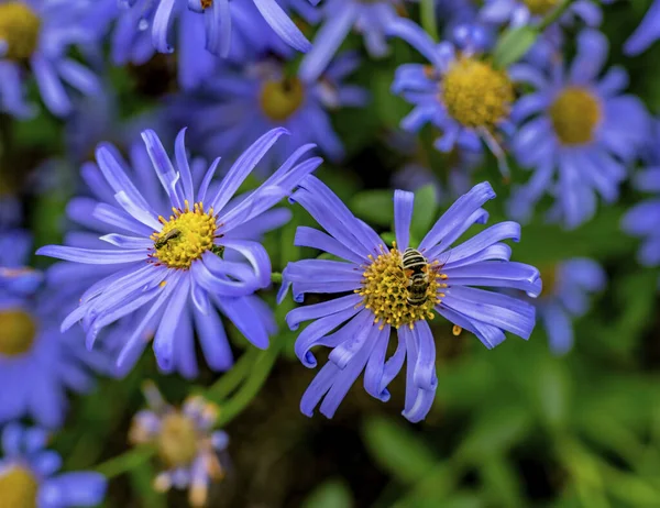Помаранчева медоносна бджола блакитна пухнаста — стокове фото