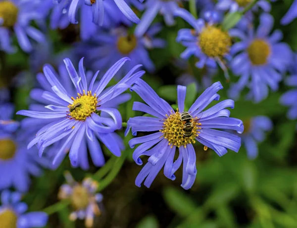 橙色蜂蜜蜜蜂蓝色布希Aster — 图库照片