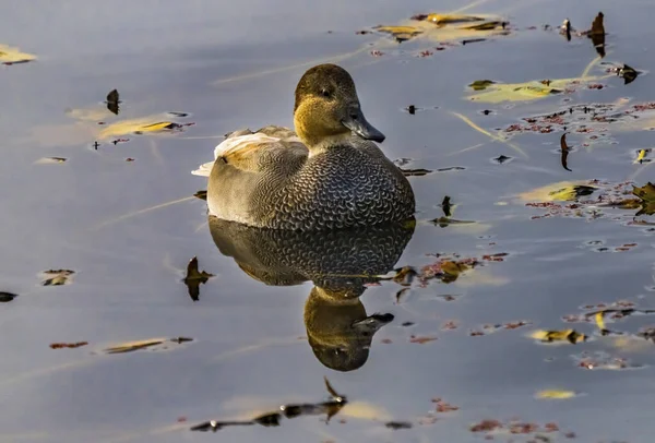 Brown Mallard Duck Refleksja Juanita Bay Park Lake Washington Kirkland — Zdjęcie stockowe