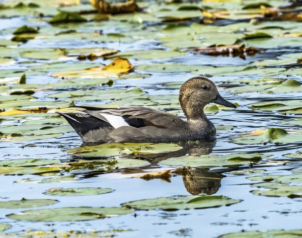 Gadwall Kaczka Lily Pads Juanita Bay Park Lake Washington Kirkland — Zdjęcie stockowe