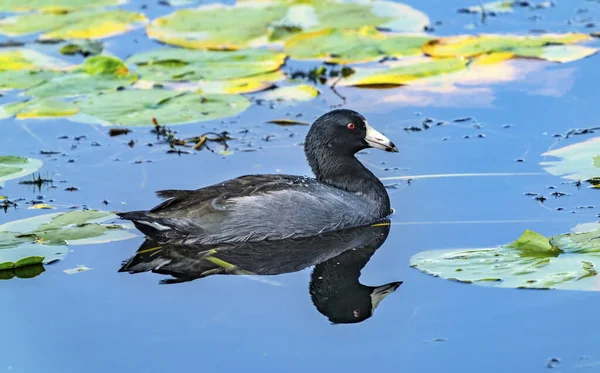 American Coot Duck Juanita Bay Park Lake Washington Kirkland —  Fotos de Stock