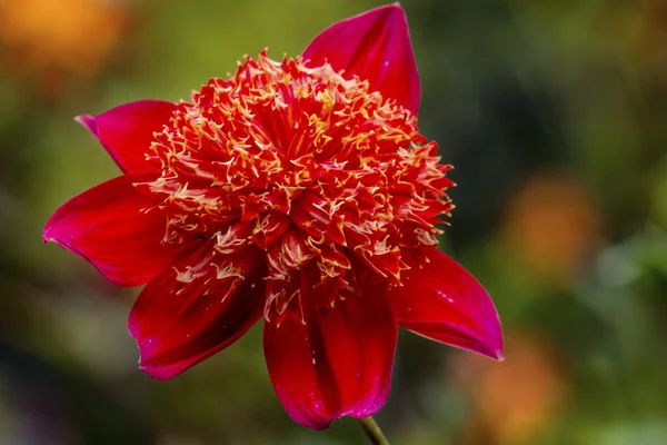 Anémone orange Collarette Dahlia Blooming Macro — Photo