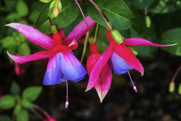 Blue Red Hardy Fuchsia Blooming — Stock fotografie