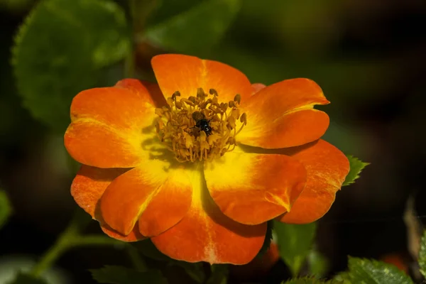 Orange Yellow Cinquefoil Blooming Macro — Stock Photo, Image