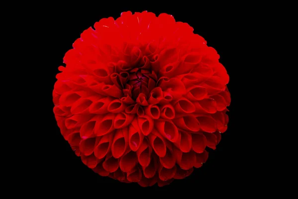 Piros pomponom Dahlia virágzó makró — Stock Fotó
