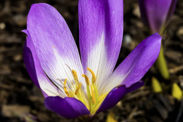Purple Yellow Saffron Crocus Blooming Macro — Stock Image Purple Yellow Saffron Crocus Blooming Macro Stock Photo
