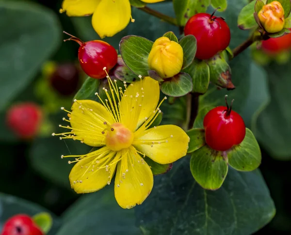 St. John 's Wort Pumpkin Yellow Flowers Red Berries Washington — стоковое фото