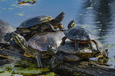 Western Painted Turtles Juanita Bay Park Lake Washington Kirkland Washington clipart