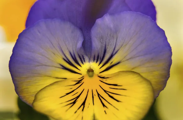 Modrá žlutá Zahrada Pansy kvetoucí makro Washington — Stock fotografie
