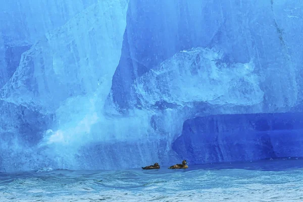 蓝色大冰山鸭Jokulsarlon冰川湖冰岛 — 图库照片
