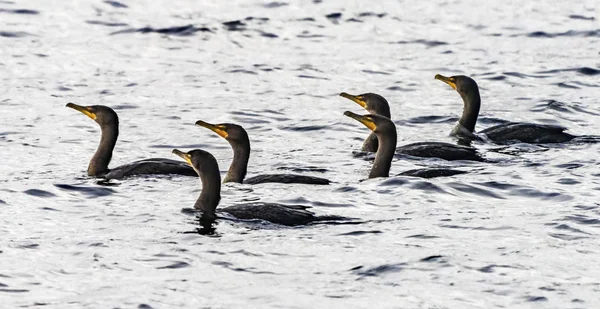 Double-crested Comorants Juanita Bay Park Lake Washington Kirkla — Stock Photo, Image