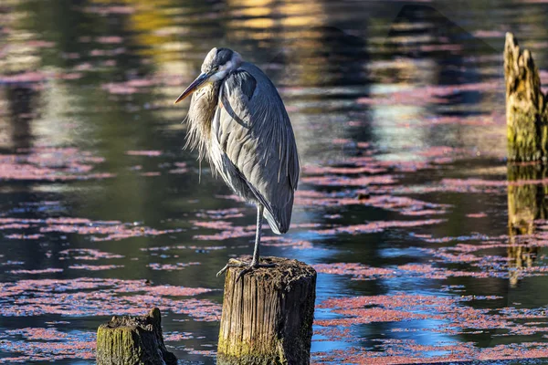 Great Blue Heron Juanita Bay Park Lake Washington Kirkland Washi — стокове фото