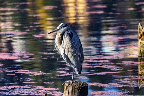 Great Blue Heron Juanita Bay Park Lake Waszyngton Kirkland Washi — Zdjęcie stockowe