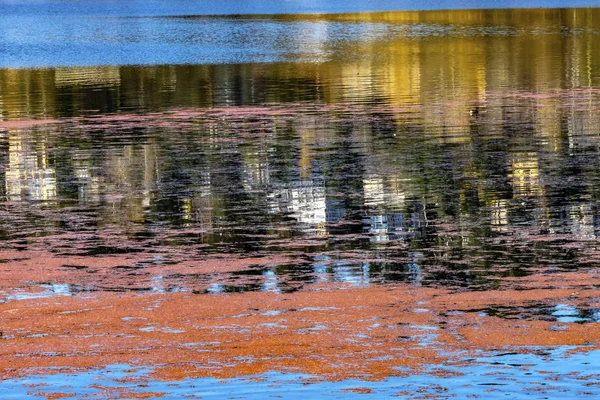 Pink Blue Reflection Abstract Juanita Bay Park Lake Washington K — Stock Photo, Image