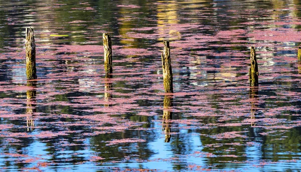 Pink Blue Reflection Abstract Juanita Bay Park Lake Washington K — стокове фото