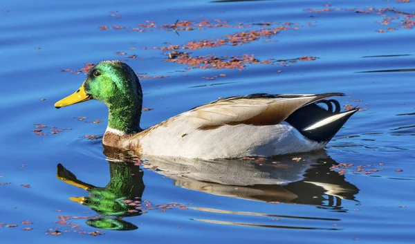 Green Mallard Duck Algae Juanita Bay Park Lake Washington Kirkla — Stock Photo, Image
