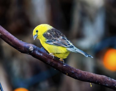 Sudan Altın Serçesi Yaklaş
