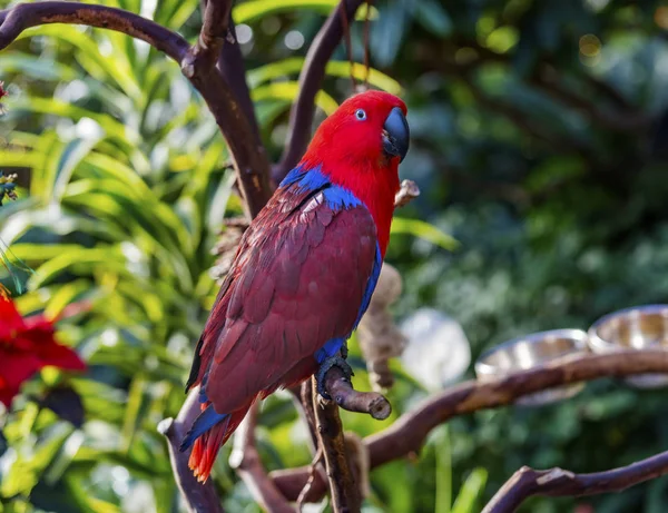 Rood blauw vrouwelijke Eclectus papegaai sluiten — Stockfoto