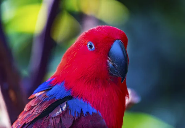 Kırmızı Mavi Dişi Eclectus Papağan Kapalı — Stok fotoğraf