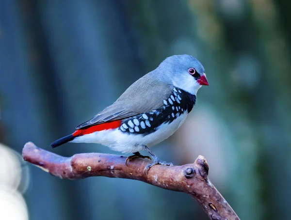 Diamond Firetail Finch Närbild — Stockfoto