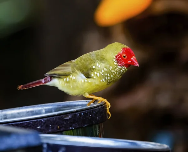 Červená hvězda Finch zavřít — Stock fotografie