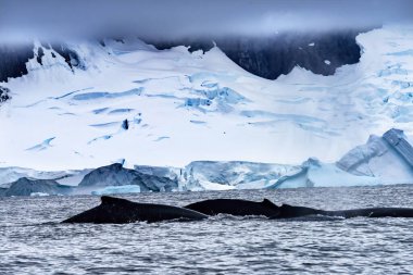 İki Kambur Balina Mavi Buzdağı Suyu Charlotte Limanı Antarcti