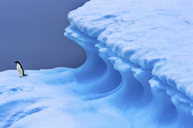 Adelie Pengueni Mavi Buzdağı Kapanışı Charlotte Körfezi Antarktika