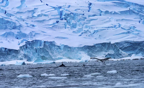 Kambur Balinalar Mavi Buzdağı Suyu Charlotte Limanı Antarktika — Stok fotoğraf