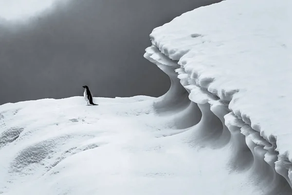 Adelie Penguin Blue Iceberg Closeup Charlotte Bay Antarctica — Stock Photo, Image