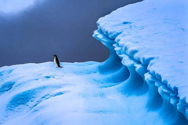 Adelie Penguin Blue Iceberg Primo piano Charlotte Bay Antartide — Foto Stock