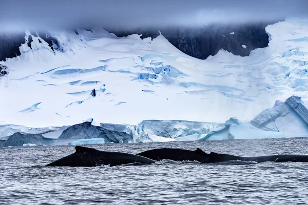 Two Humpback Whales Blue Iceberg Water Charlotte Harbor Antarcti — 스톡 사진